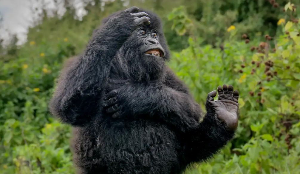 Premios Nikon de la Vida Silvestre: las imágenes más divertidas de animales de 2025 | Curiosidades