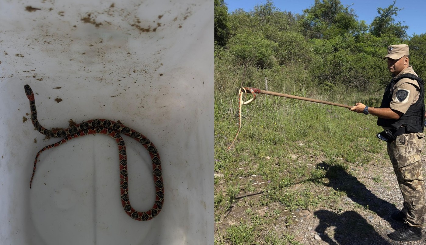 Encontraron una serpiente de coral en la cochera de una casa en barrio Parque República | Córdoba