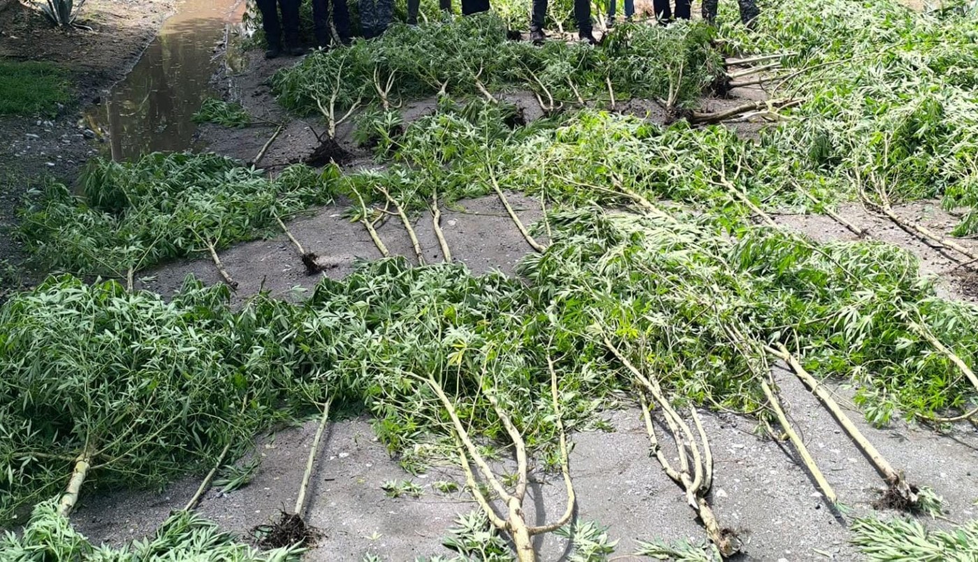 Arrestaron a un hombre por cultivo de cannabis y decomisaron 80 plantas | Córdoba