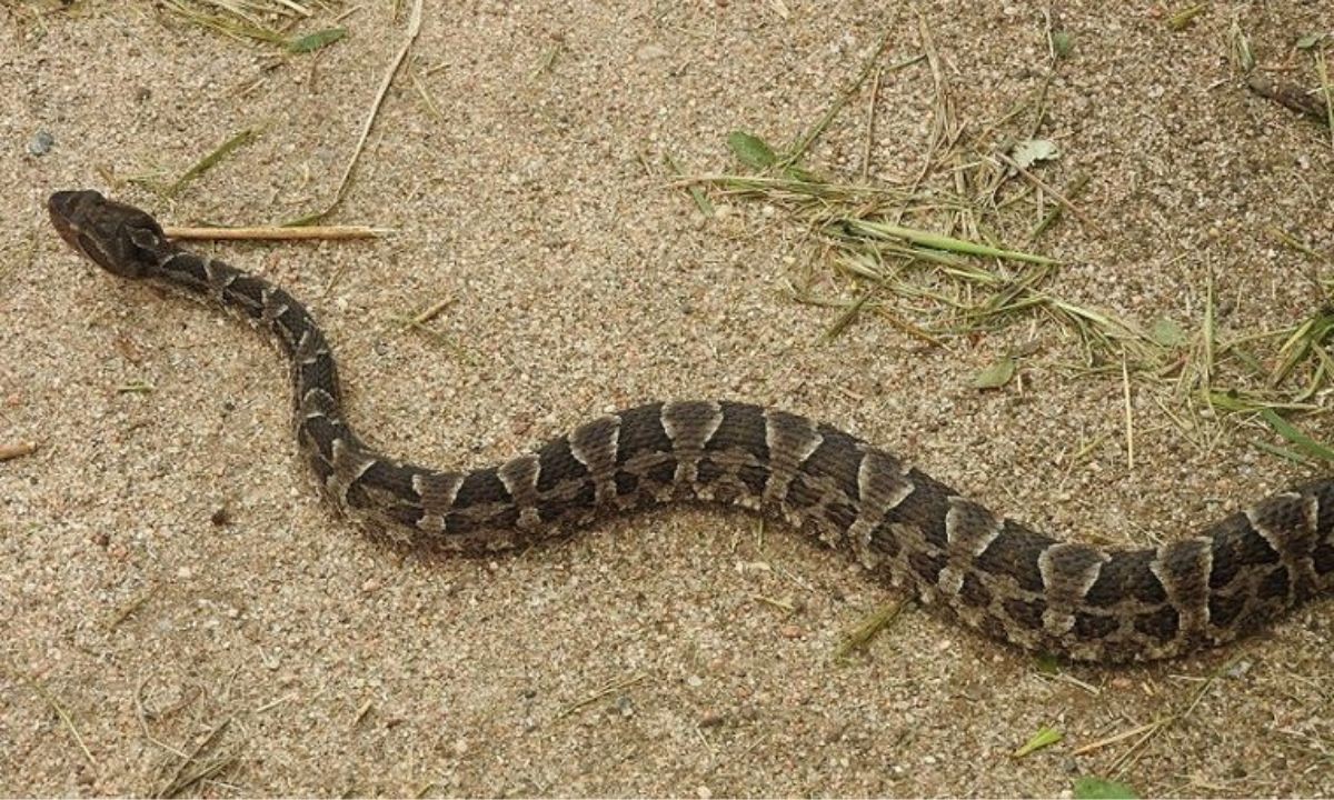 Un nene de 9 años fue internado tras ser mordido por una yarará en Córdoba | Córdoba
