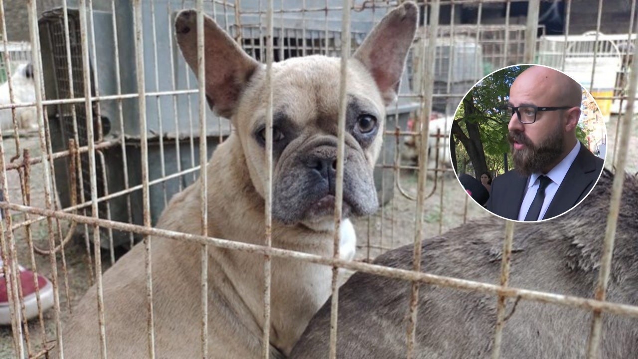 Detuvieron al imputado por operar un criadero clandestino con 87 perros en condiciones aberrantes | Córdoba