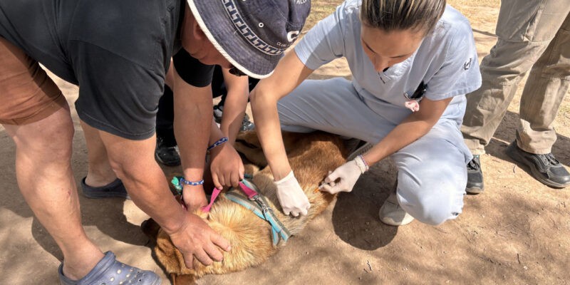 La Municipalidad refuerza la vacunación antirrábica con un amplio cronograma en distintos barrios | Servicios