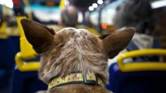 Autorizan el traslado de animales domésticos en el transporte de larga distancia