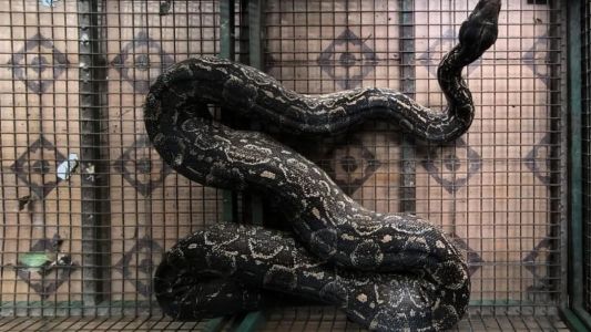 Encontraron una lampalagua gigante en una casa de Córdoba: lograron rescatarla