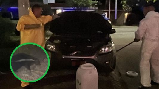 Patrulla Rural rescató a un zorrino juvenil oculto en un auto en Villa Belgrano