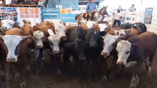 El precio del ternero sube un 11% en Jesús María y el novillito escala un 6%