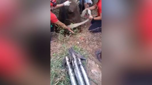 Milagroso rescate de un caballo que cayó a un pozo ciego en Cruz del Eje