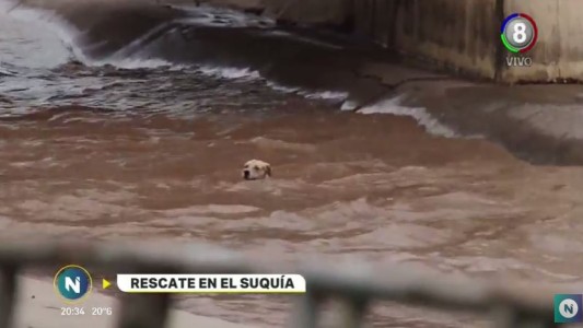 Sago, el perro rescatado del Suquía, ya está con su dueña