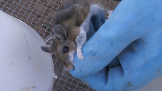 Hantavirus: formas de contagio, síntomas y medidas de prevención