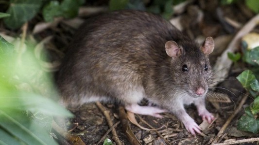 Murió un hombre por Hantavirus en Gualeguaychú: ya son 12 las víctimas