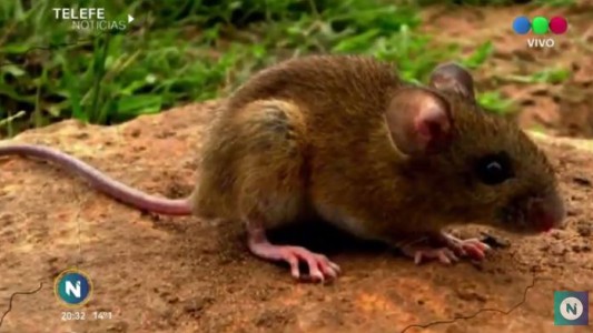 En Argentina hay 8 tipos de Hantavirus
