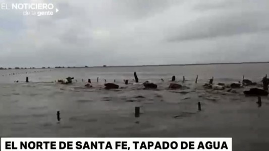 Video dramático: vacas "nadando" para salvarse del agua