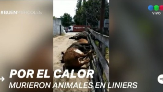 Por la ola de calor, murieron 100 animales en el Mercado de Liniers