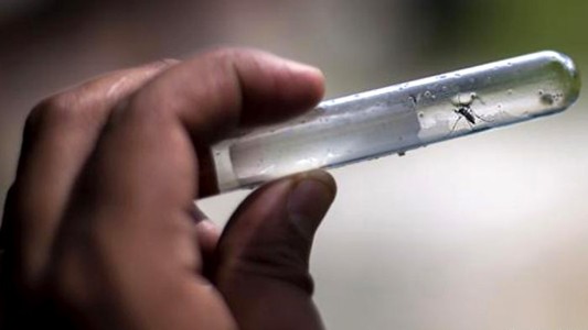 Alerta en Santa Fe por el dengue: 95 casos confirmados