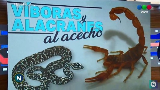 Víboras y alacranes al acecho: crece el número de afectados