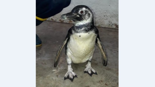 Rescataron a un pingüino de una vivienda en Santa Rosa de Calamuchita