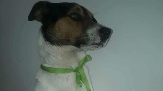 El perro héroe: murió por defender a su amo de los ladrones