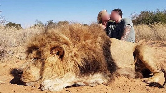 Cazaron a un león indefenso y lo celebraron a los besos