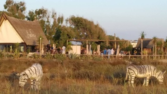 El extraño zoológico de España en el que pintaron burros para que parezcan cebras