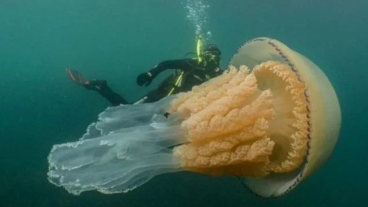 Video: el impactante encuentro de una mujer con una medusa gigante en el fondo del mar
