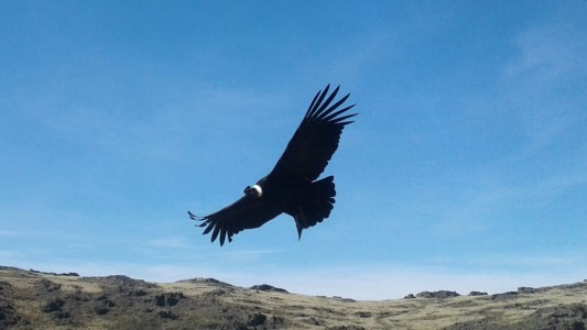 Video: La bienvenida de los cóndores a los turistas de invierno en las Altas Cumbres