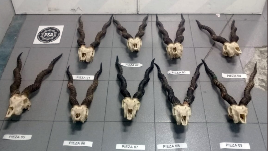 Insólito: encontraron nueve cráneos de antílope en el equipaje de un pasajero en Ezeiza