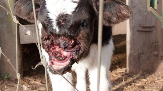 Misterio en Ralicó: apareció un ternero mutilado pero sigue vivo