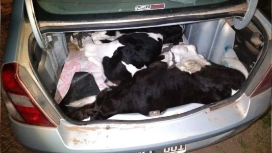 Cuatreros en auto, robaban dos terneros en el baúl de un Renault Clio