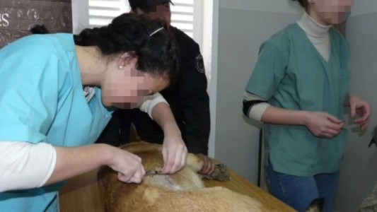 Vecinos de Godoy Cruz agredieron a un sospechoso de envenenar a los perros del SUPE