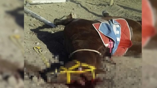 Video: un caballo murió en una carrera y el jockey se quebró la cadera