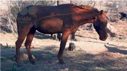 VIDEO: Animales quemados y cabañas destruidas, la dolorosa postal de los incendios en Córdoba