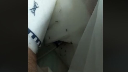 Video: hormigas caminan sobre un paciente internado en terapia intensiva
