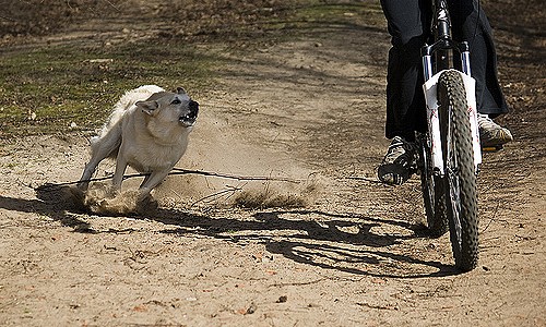 Lo atacaron varios perros al repartir pastas en bicicleta y sufrió serias heridas