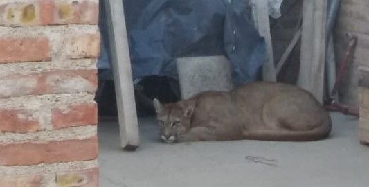 Video: así liberaron al puma que asustó a todos en Neuquén