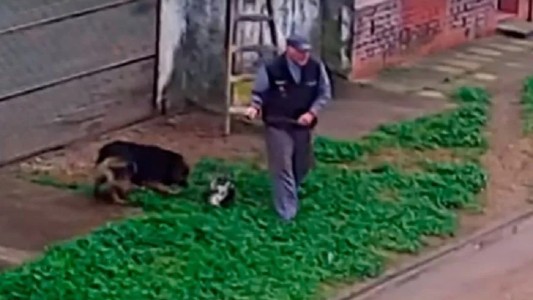 Video: el momento en el que un hombre caza y tortura a un gato