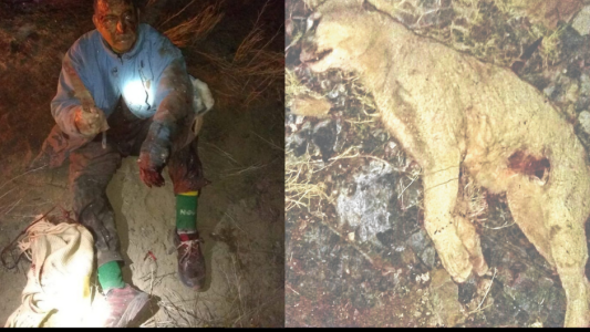 Río Negro: un campesino fue rescatado tras enfrentarse con un puma