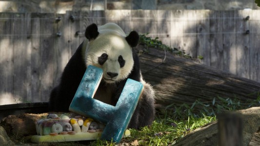 Así festejó su cumpleaños el panda gigante Bei Bei