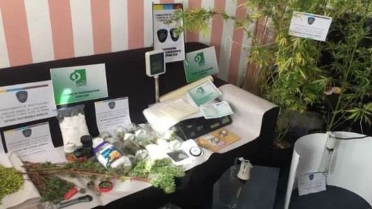 Descubren vivero de marihuana a metros del Palacio de Justicia