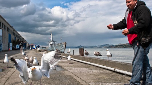 Un gaviota salvó a un hombre de ser arrestado
