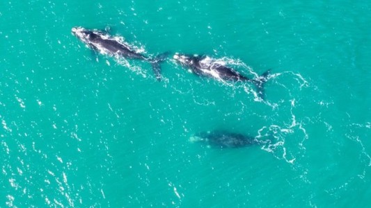 Video: el show de las ballenas en Mar del Plata antes de partir a Puerto Madryn