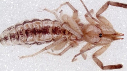 Asombroso descubrimiento: una nueva especie de "araña camello" que come carne humana