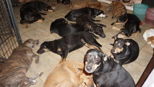 Una mujer hospeda a 97 perros en su casa para salvarlos del huracán Dorian