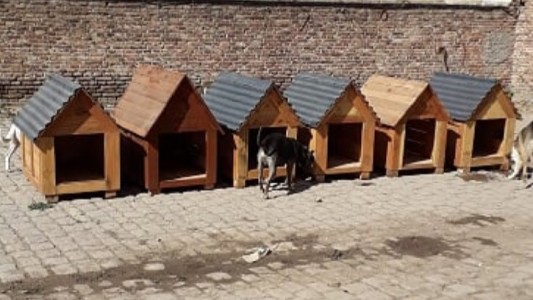 Un refugio con más de 60 perros de la calle recibió cuchas fabricadas por presos
