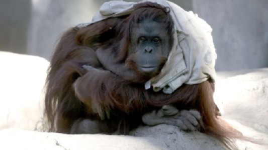 La orangutana Sandra será trasladada a Estados Unidos