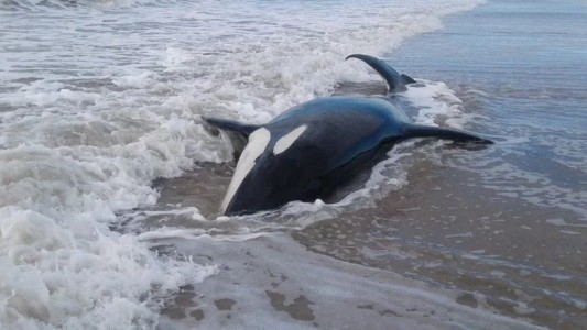 Comenzaron a liberar las orcas encalladas en una playa de La Caleta, Mar Chiquita; una murió