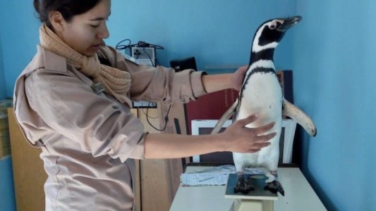 Video: liberan pingüinos en Quequén