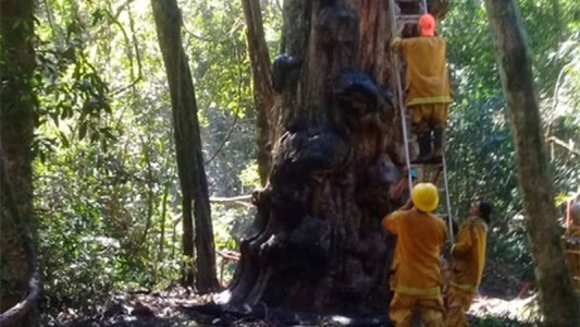Hizo una fogata para tomar mate y quemó el árbol más antiguo de Misiones