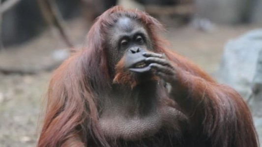 Cómo será el santuario donde vivirá la orangutana Sandra en Estados Unidos (1)