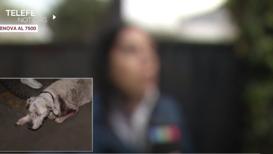 La perra heroína:  salvó a su familia de una entradera