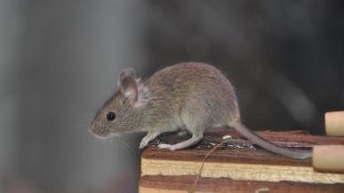 VIDEO: un ratón en la Casa Blanca cayó sobre un periodista